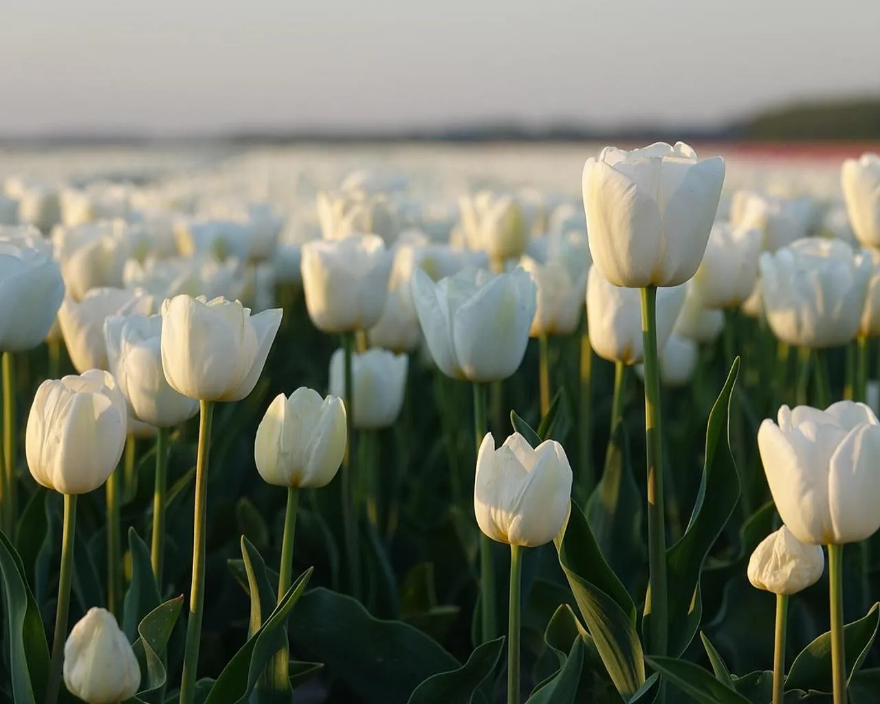 Nizozemsko je země svobody, rovnováhy a každodenní inspirace